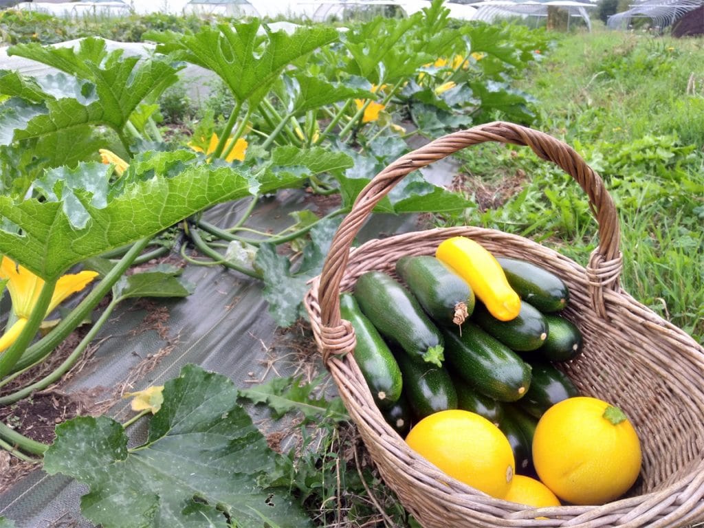 7 recettes de pickles pour tes apéritifs d’été