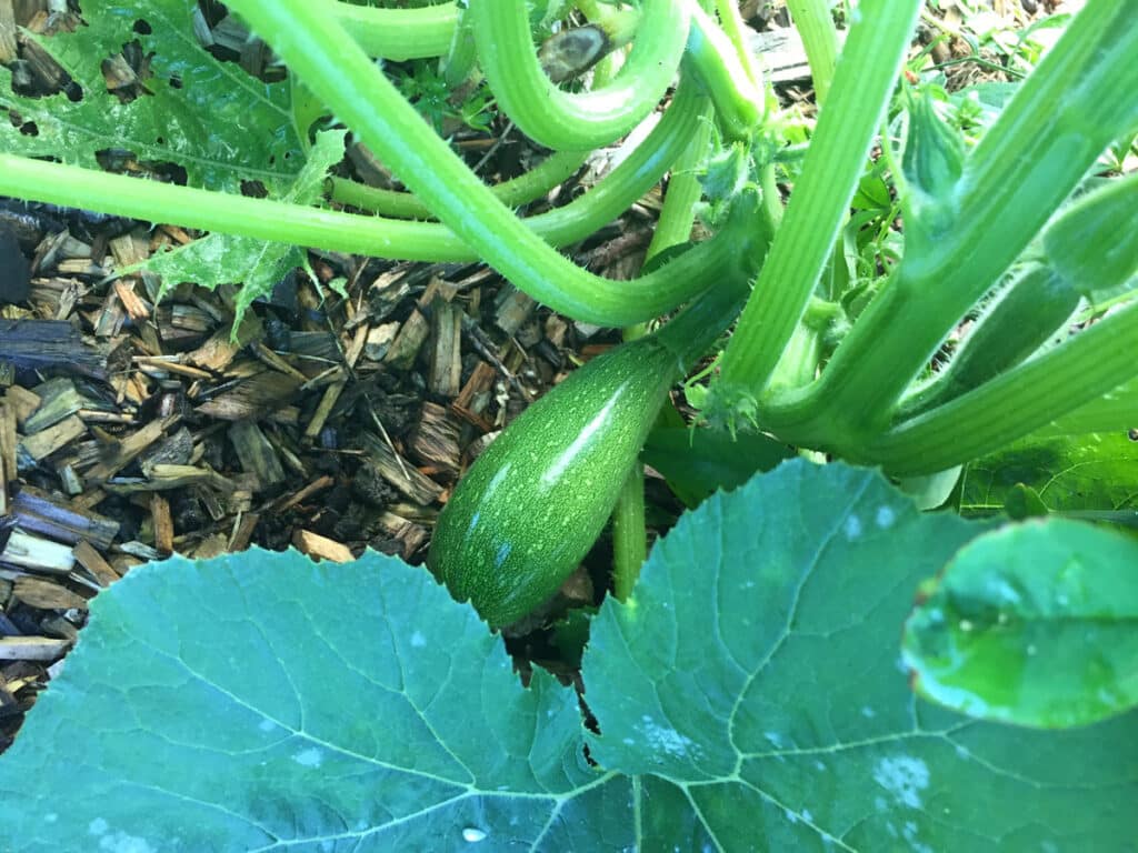 Saison de la courgette, variétés, bienfaits… le guide complet !