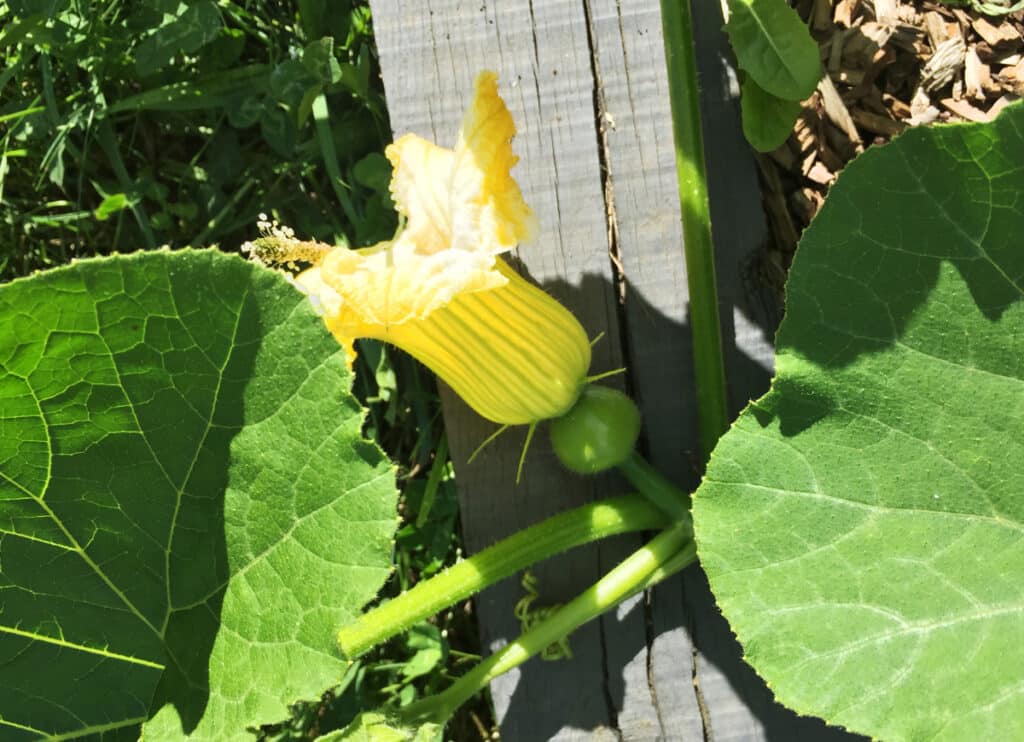 Saison de la courgette, variétés, bienfaits… le guide complet !