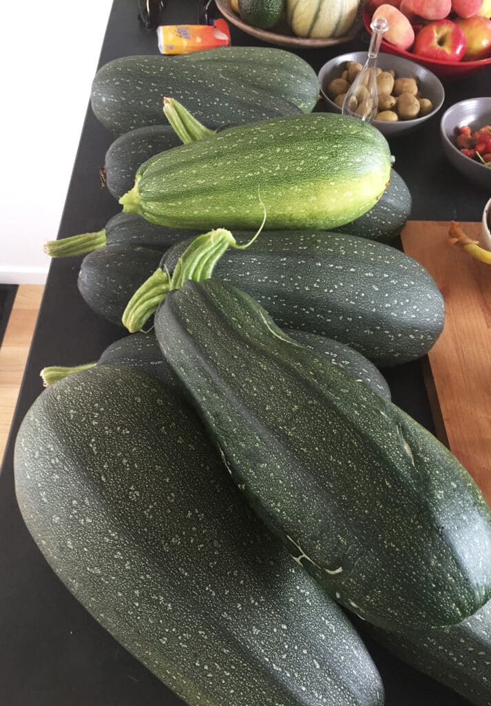 Saison de la courgette, variétés, bienfaits… le guide complet !