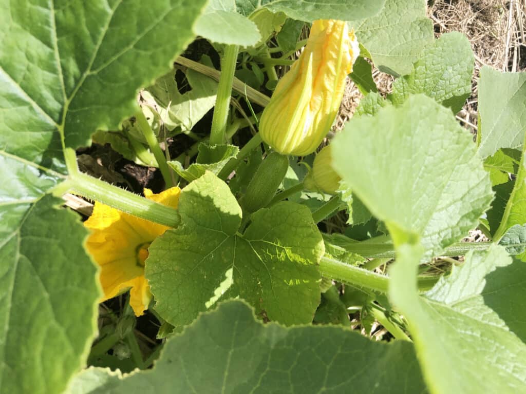 Saison de la courgette, variétés, bienfaits… le guide complet !