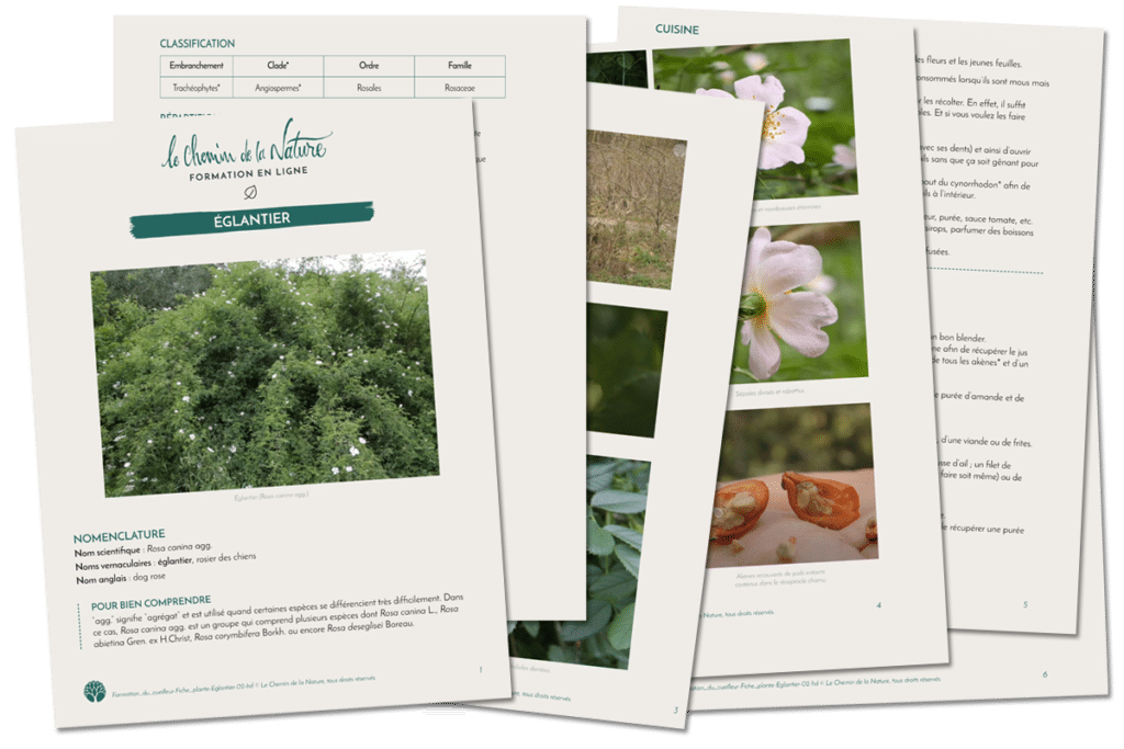 Une formation pour identifier les arbres : Présentation et Avis