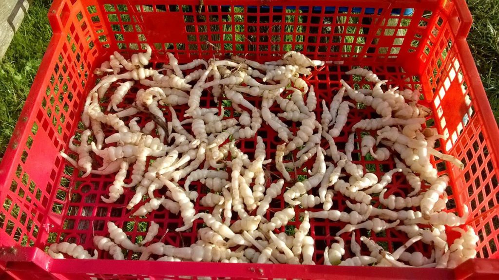 Légumes et fruits de saison - Décembre [CALENDRIER + LISTE]