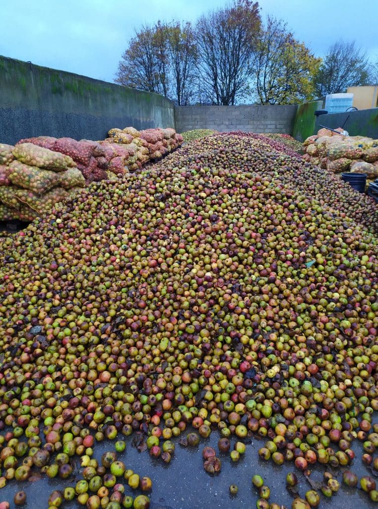 Comment faire du cidre ? Le guide, étape par étape. Comment faire du cidre ? Le guide, étape par étape.