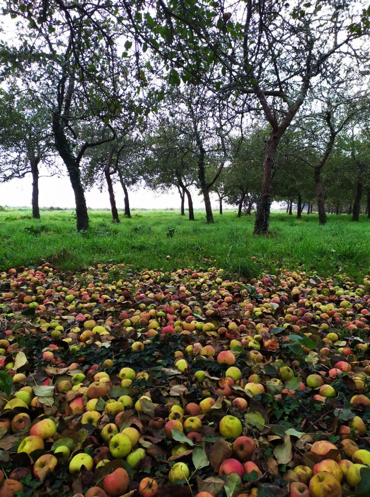 12 variétés de pommiers bretons à cultiver en Bretagne