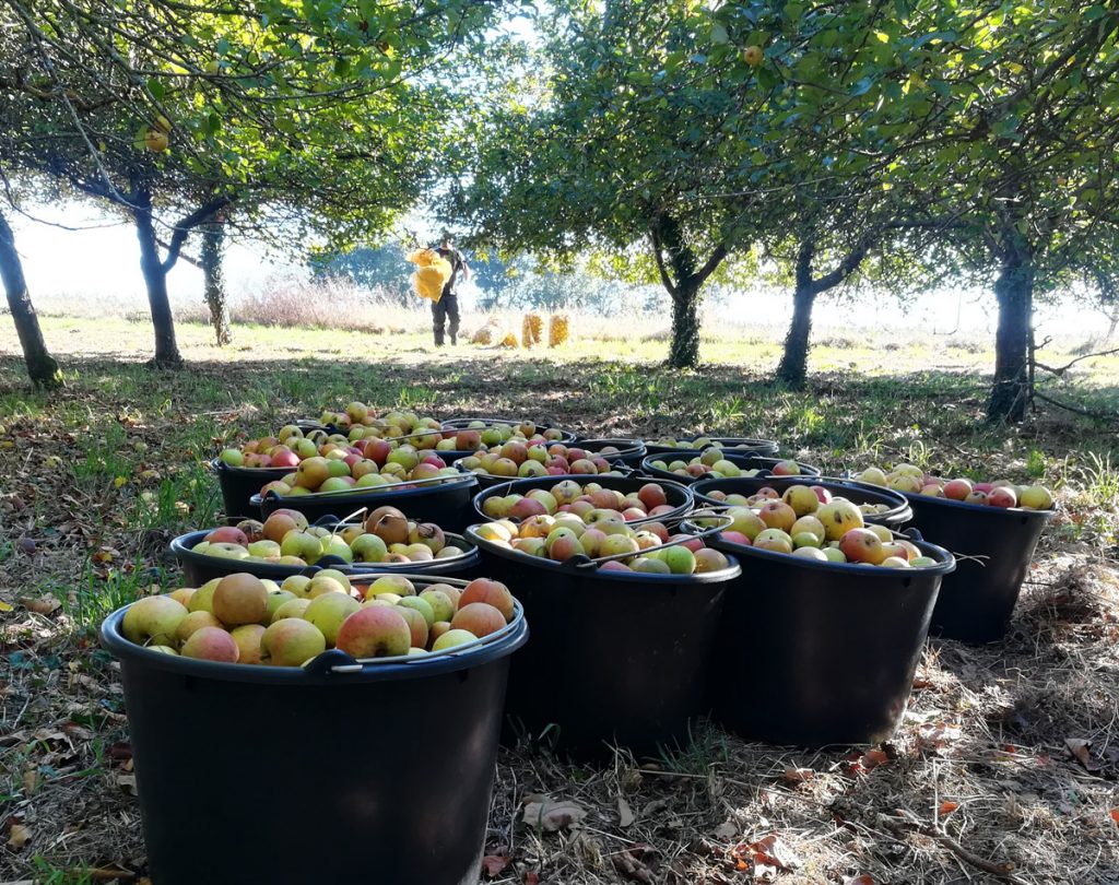 12 variétés de pommiers bretons à cultiver en Bretagne
