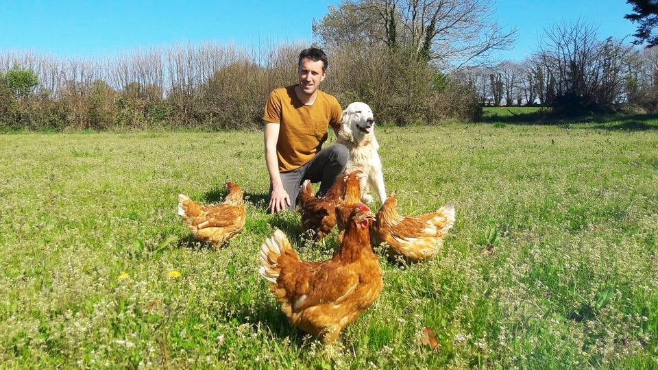 Distributeur automatique d’œufs frais : une solution pour acheter en local !