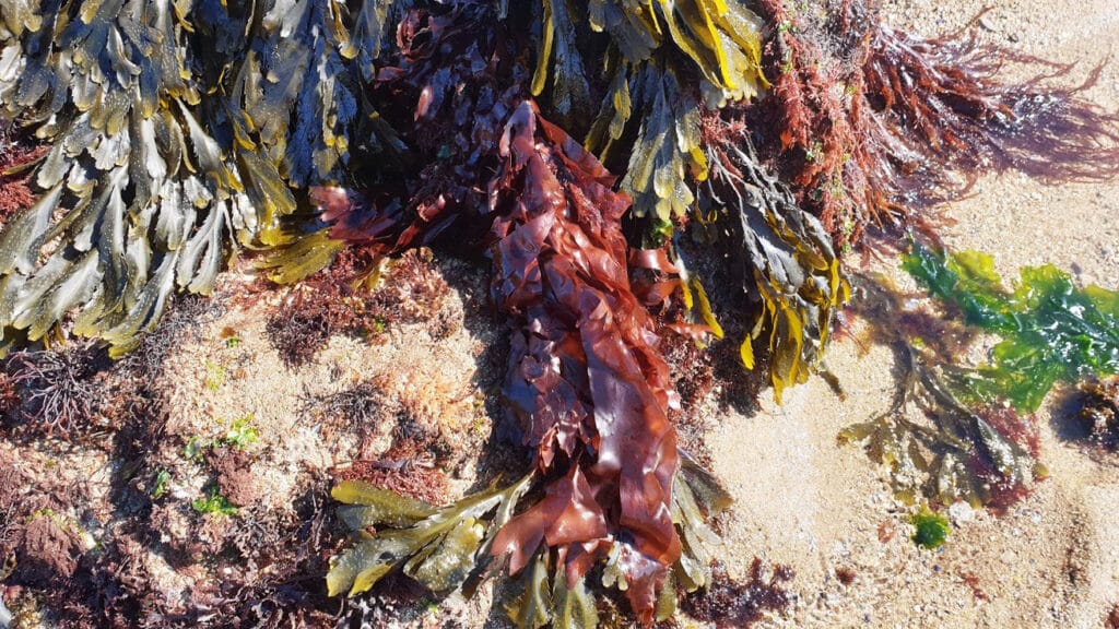 La Dulse : Où la trouver et comment la cuisiner ?