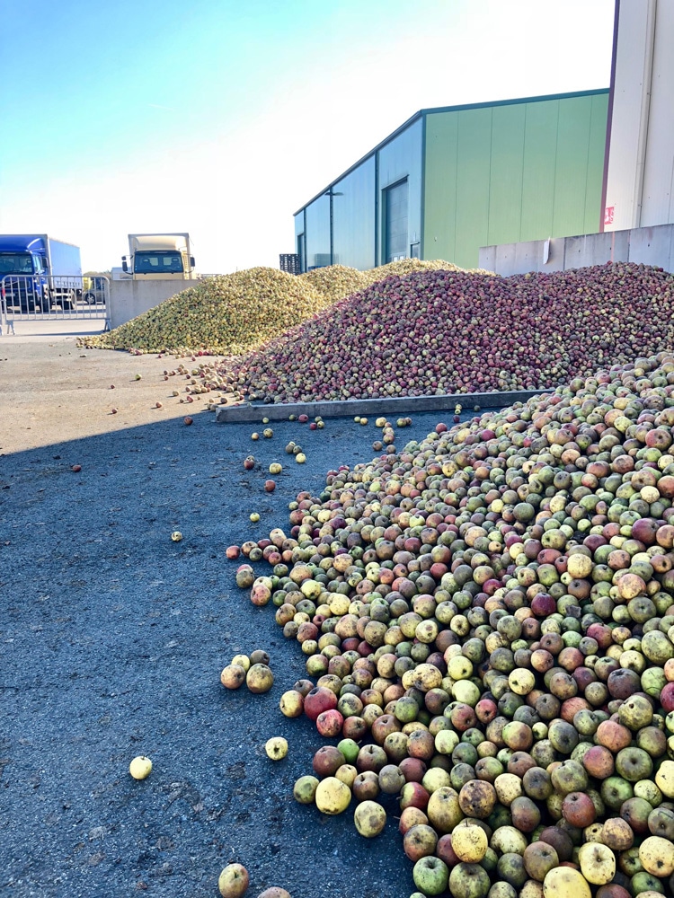 Comment faire du cidre ? Le guide, étape par étape. Comment faire du cidre ? Le guide, étape par étape.