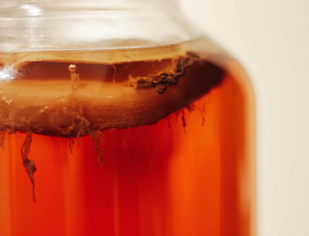 Le Kombucha : origines, bienfaits, comment en faire ? Le guide complet ! Le Kombucha : origines, bienfaits, comment en faire ? Le guide complet !
