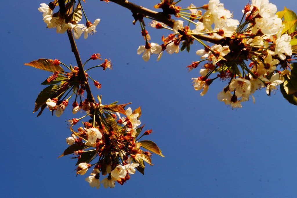 Miel de printemps : bienfaits, goût, récolte... on te dit tout !