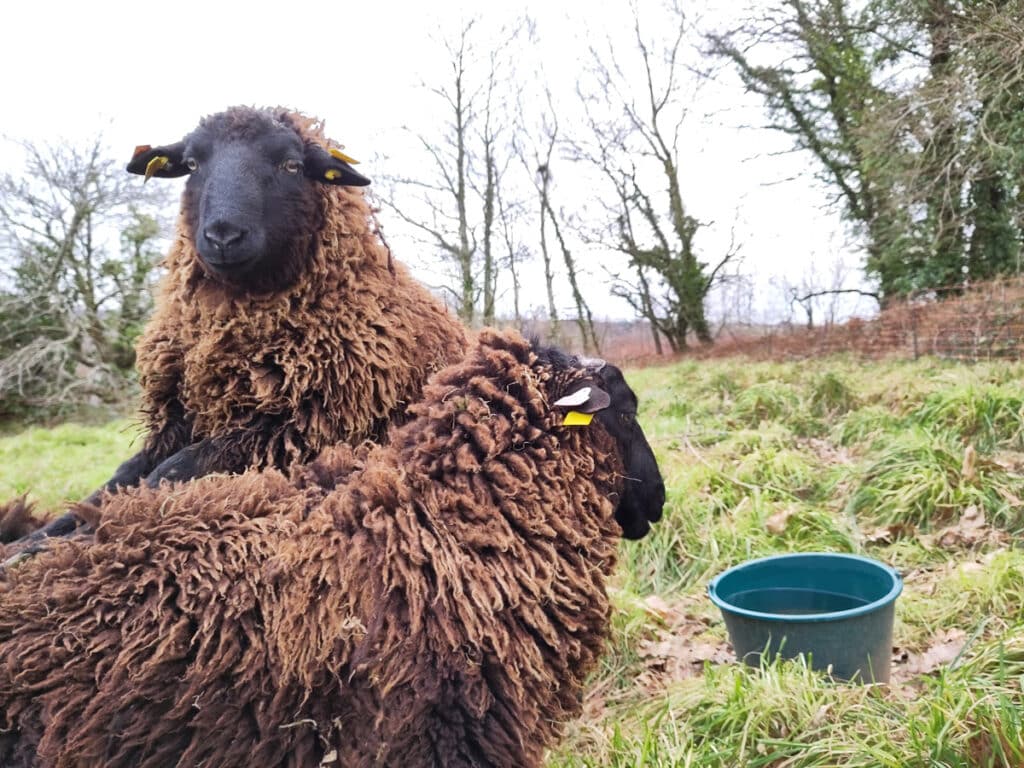 La Ferme de la Canopée - Vente d'arbres fruitiers rustiques et adaptés à la Bretagne
