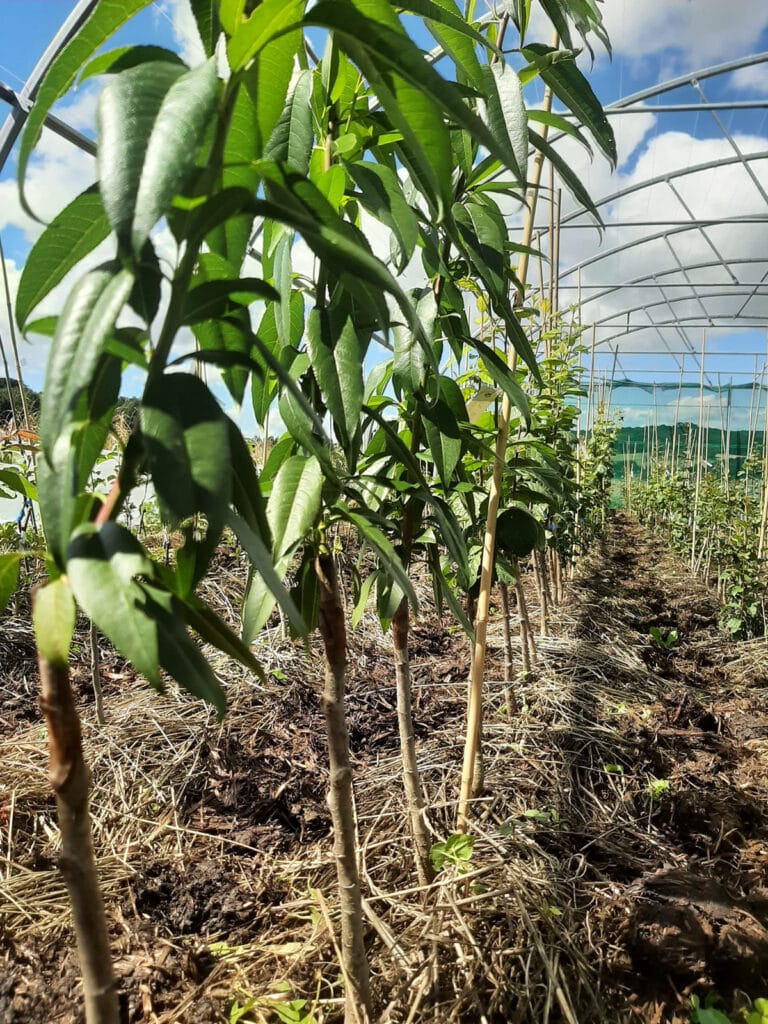 La Ferme de la Canopée - Vente d'arbres fruitiers rustiques et adaptés à la Bretagne