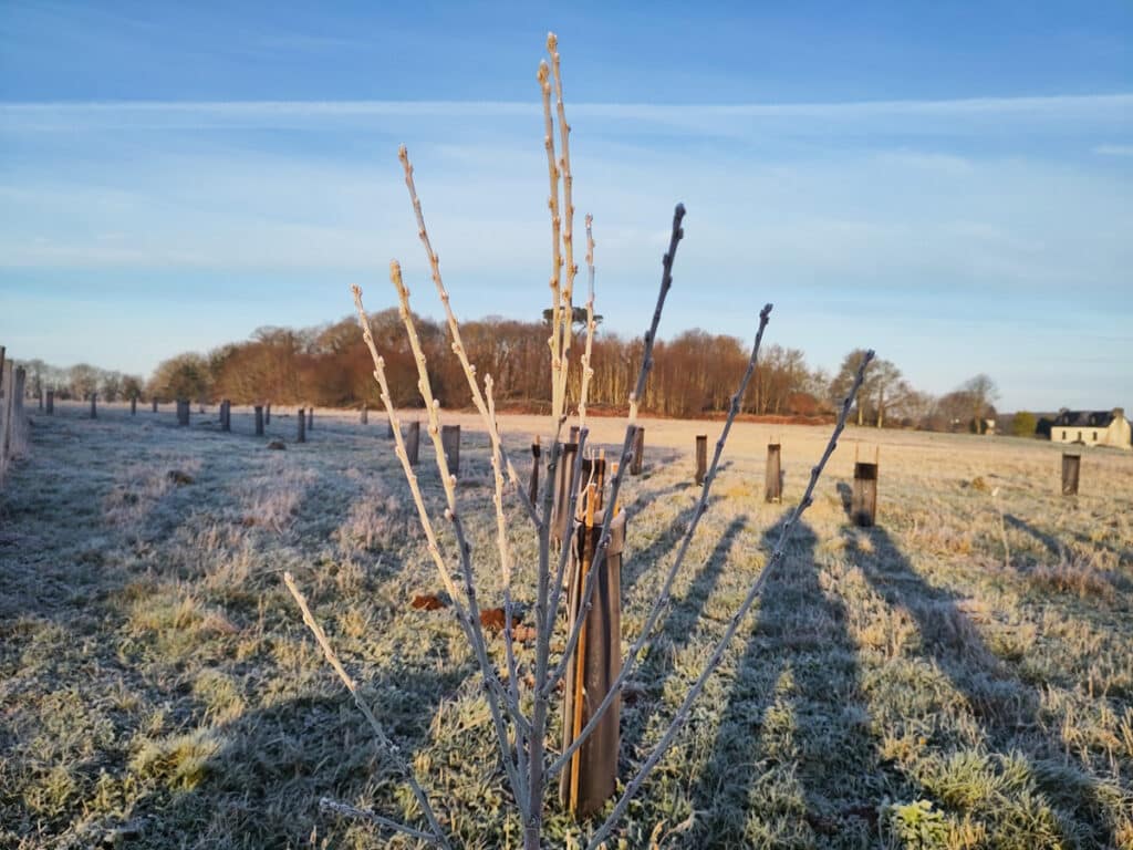 La Ferme de la Canopée - Vente d'arbres fruitiers rustiques et adaptés à la Bretagne