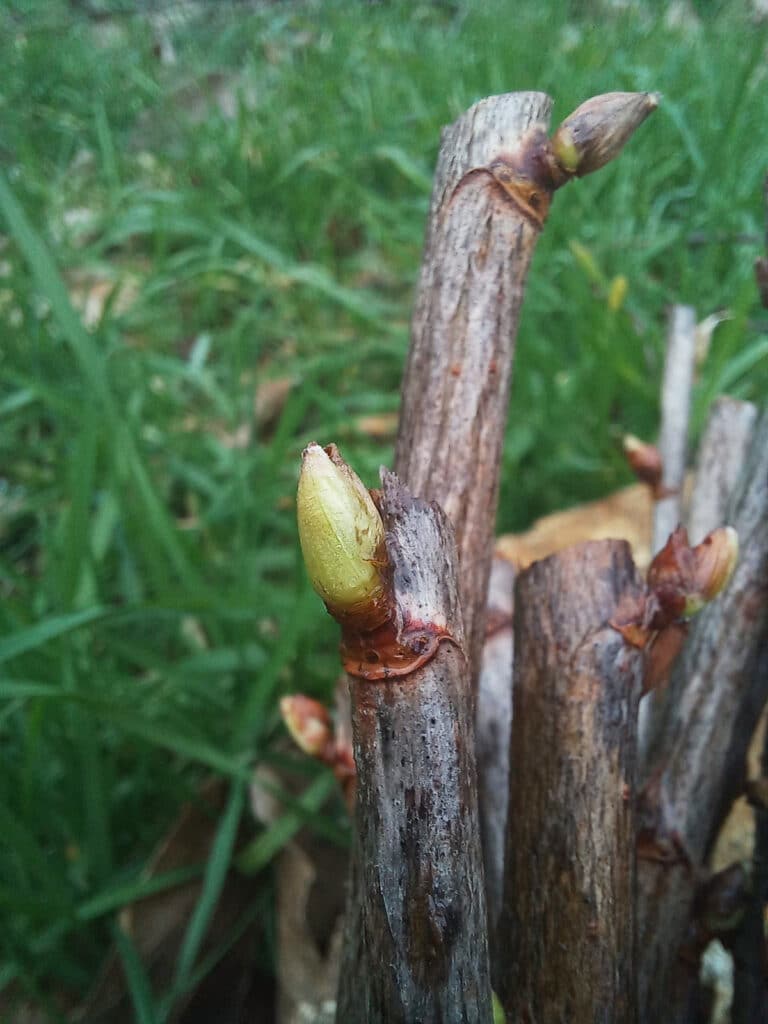 La Ferme de la Canopée - Vente d'arbres fruitiers rustiques et adaptés à la Bretagne