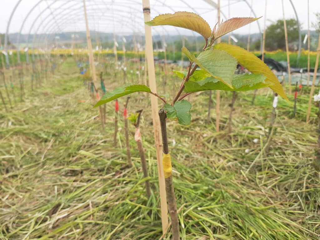 La Ferme de la Canopée - Vente d'arbres fruitiers rustiques et adaptés à la Bretagne