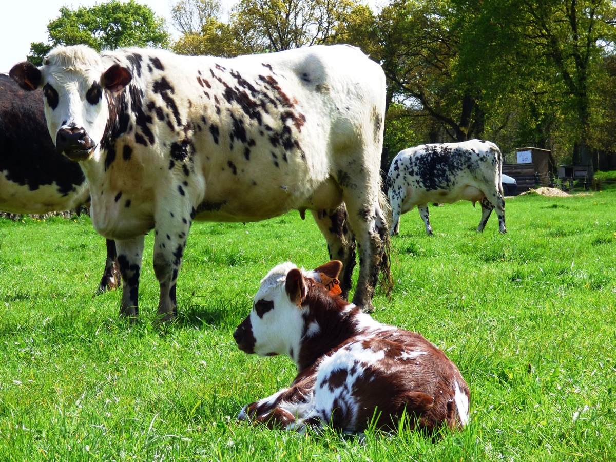 Quel est le lien entre l’alimentation des vaches et la composition du lait ?