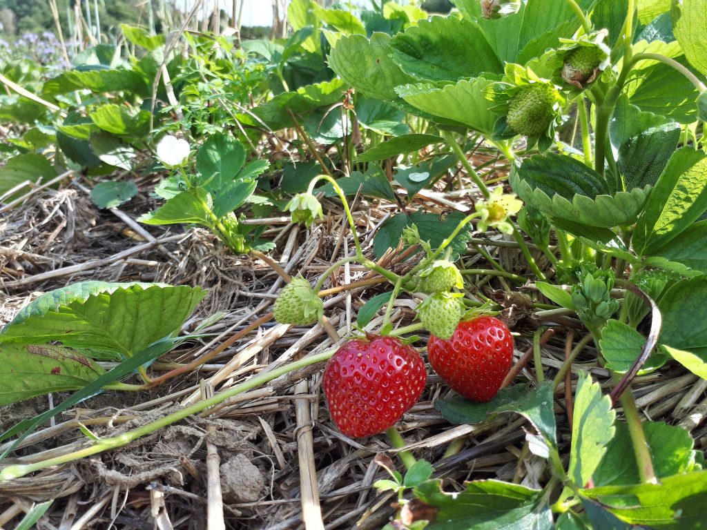 Quel est l'impact de l'agriculture sur la biodiversité et les écosystèmes ? Quel est l'impact de l'agriculture sur la biodiversité et les écosystèmes ?