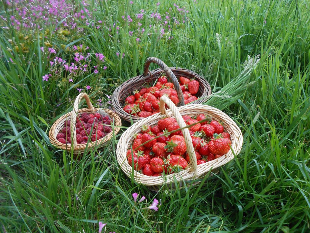 La Fraise de Plougastel : Saison, Variétés, Histoire... (GUIDE)