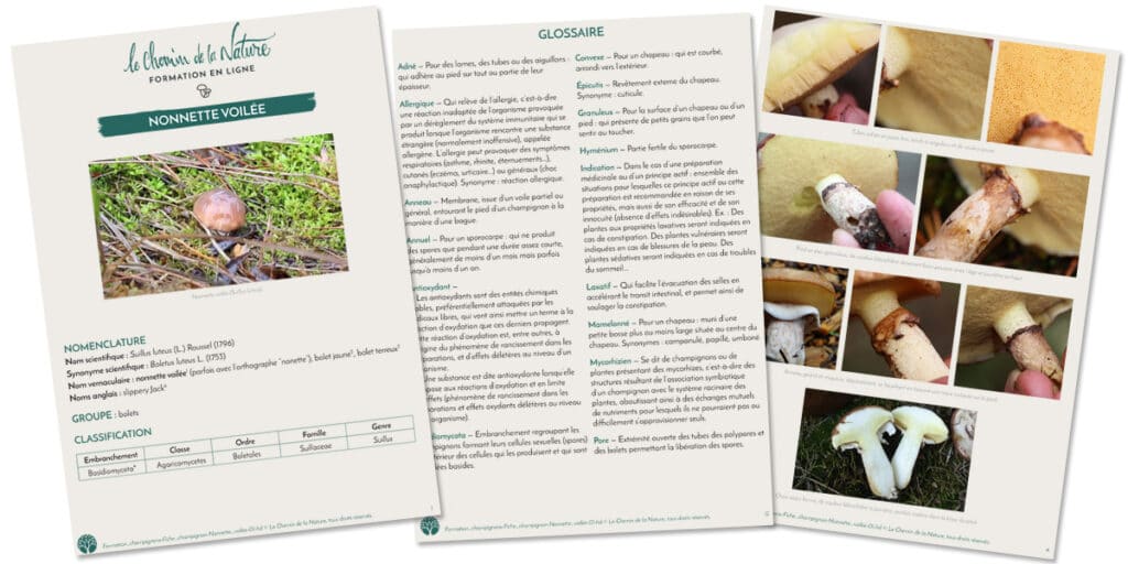 Cueillir des champignons en toute sécurité et tranquillité, grâce à cette formation