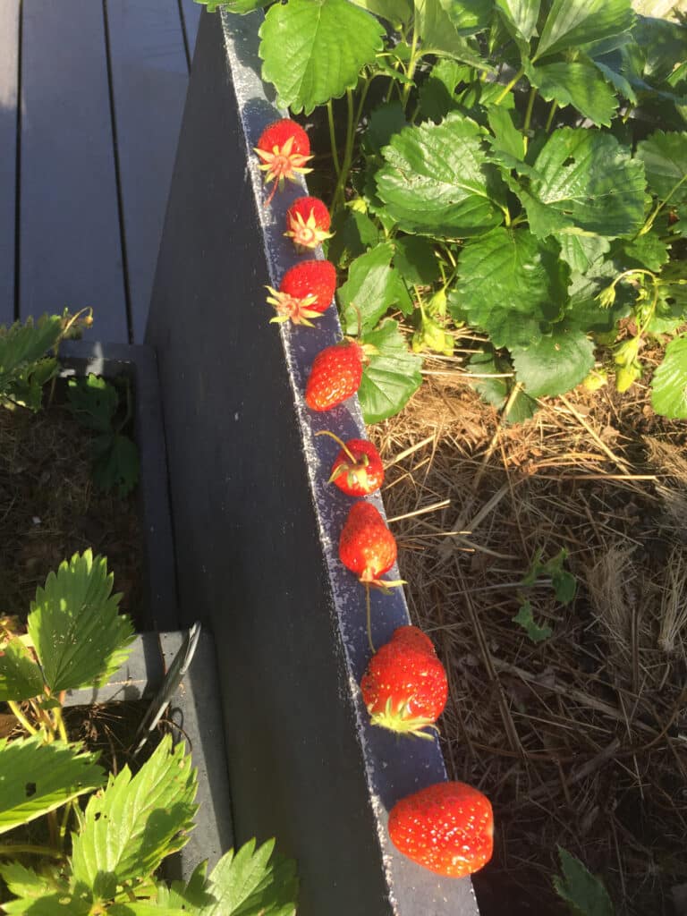 Saison de la fraise, comment la choisir, variétés… On te dit tout !