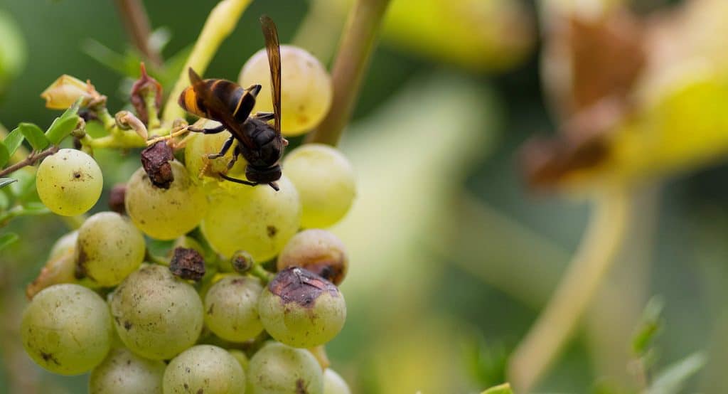 Vrai / Faux sur le frelon asiatique - Pour tout connaître de cet insecte nuisible Vrai / Faux sur le frelon asiatique - Pour tout connaître de cet insecte nuisible