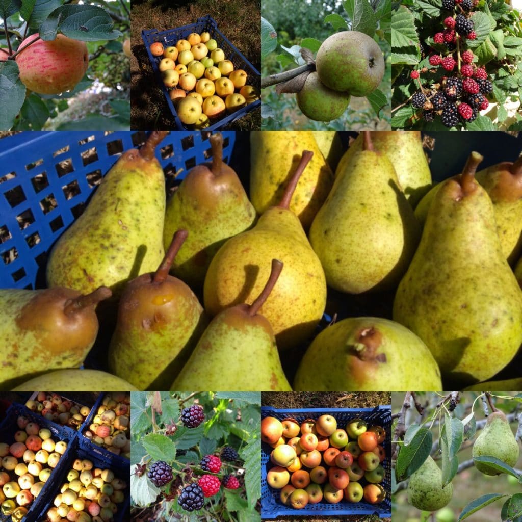 Guide des fruits de saison : le calendrier mois par mois