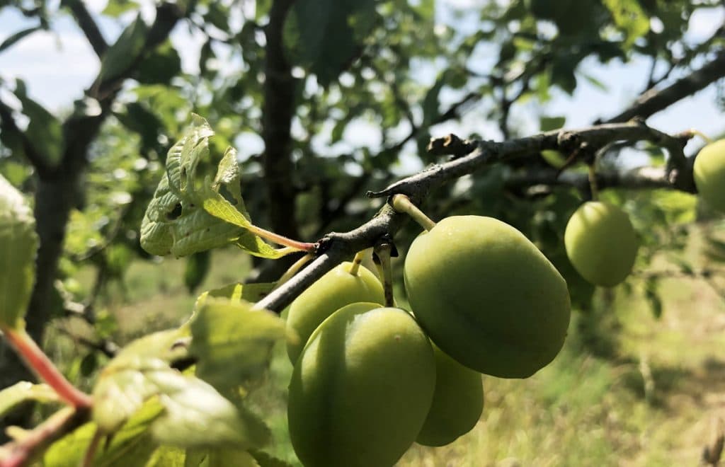 Guide des fruits de saison : le calendrier mois par mois