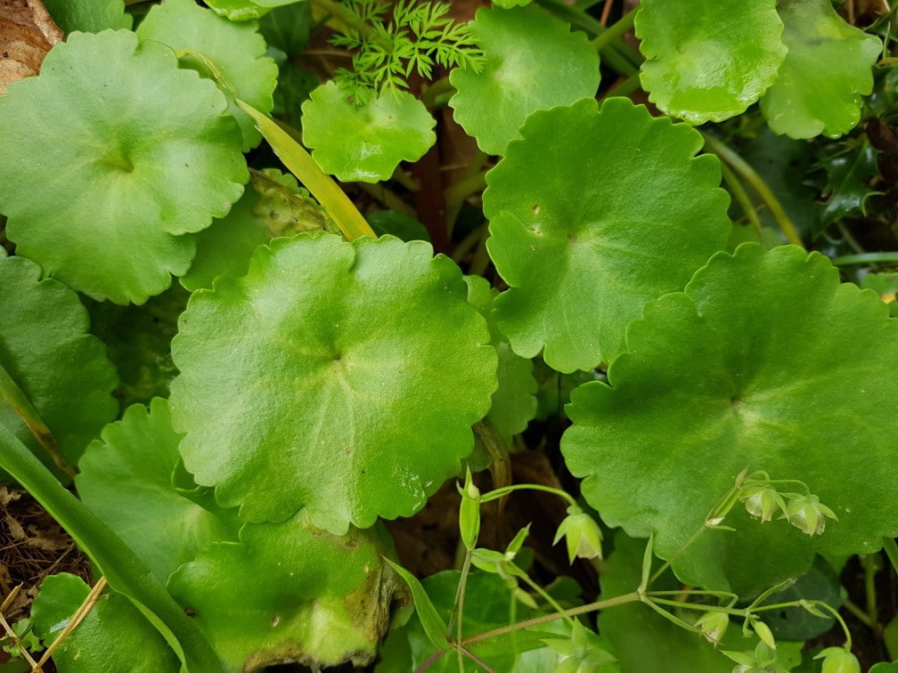 « T’es sûr que ça se mange ? 🍄 » - Top 20 des fruits sauvages et plantes comestibles « T’es sûr que ça se mange ? 🍄 » - Top 20 des fruits sauvages et plantes comestibles