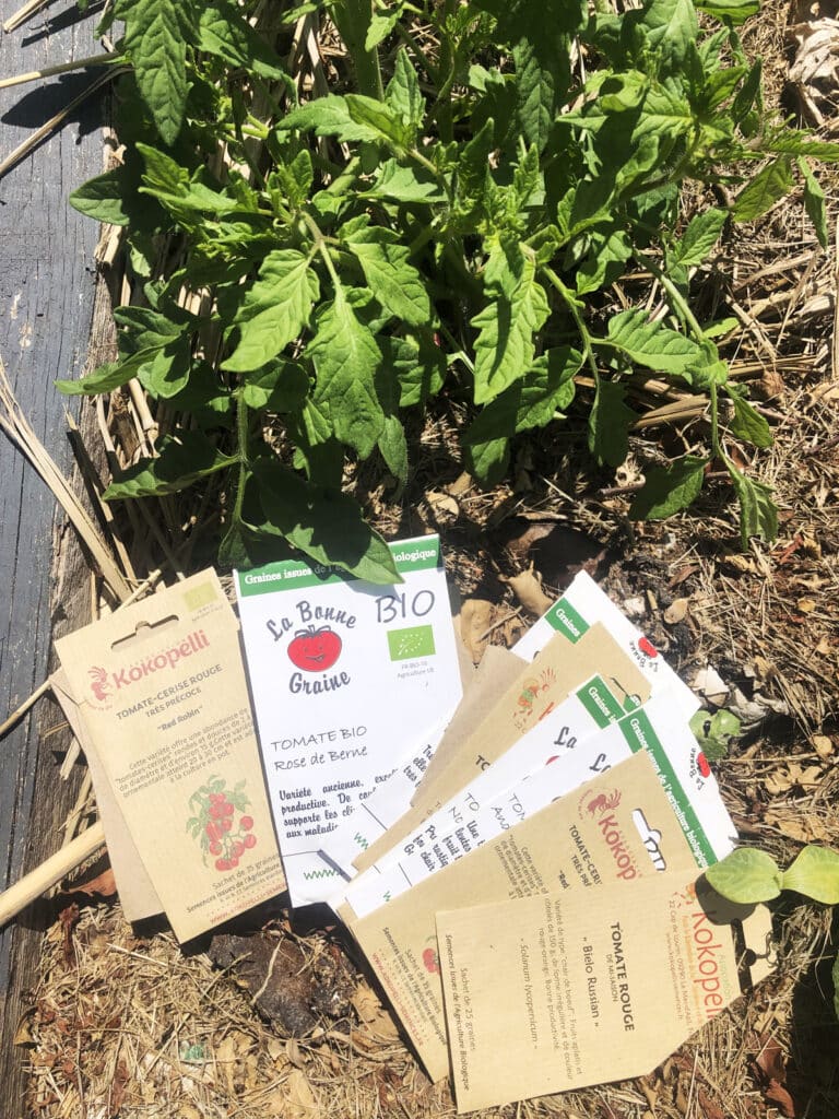 Tomates anciennes : origine, avantages, variétés à cultiver chez soi… le guide complet !