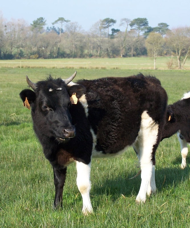 La Bretonne Pie Noir : une petite vache 100% bretonne