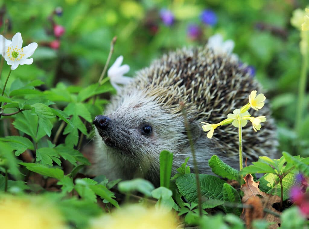 Top 10 des animaux et insectes utiles et à favoriser dans votre jardin