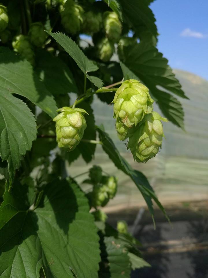 Quels sont les ingrédients secrets d'une bonne bière artisanale ? Quels sont les ingrédients secrets d'une bonne bière artisanale ?