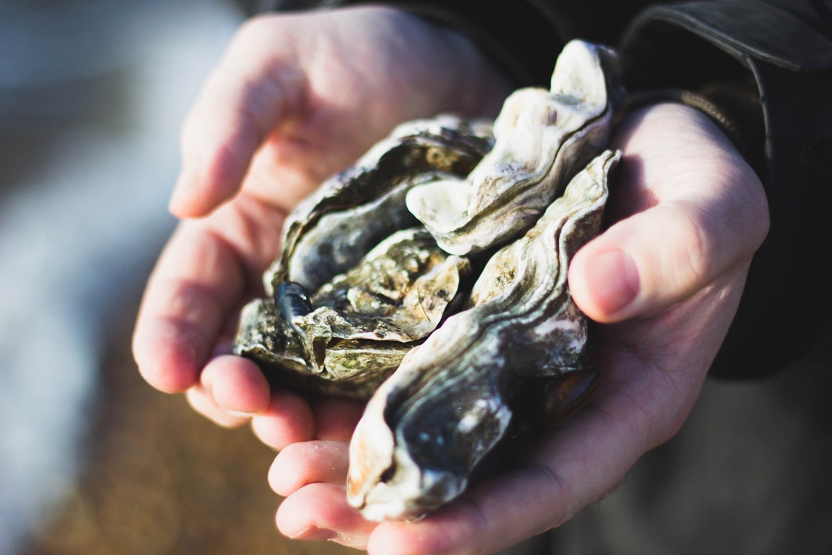 La Perle des Glénan : Une nouvelle richesse Bretonne