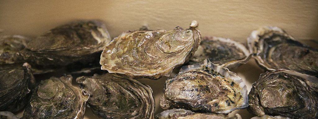 Huîtres : Saison, Types, Élevage, Calibres, Variétés... [GUIDE COMPLET]