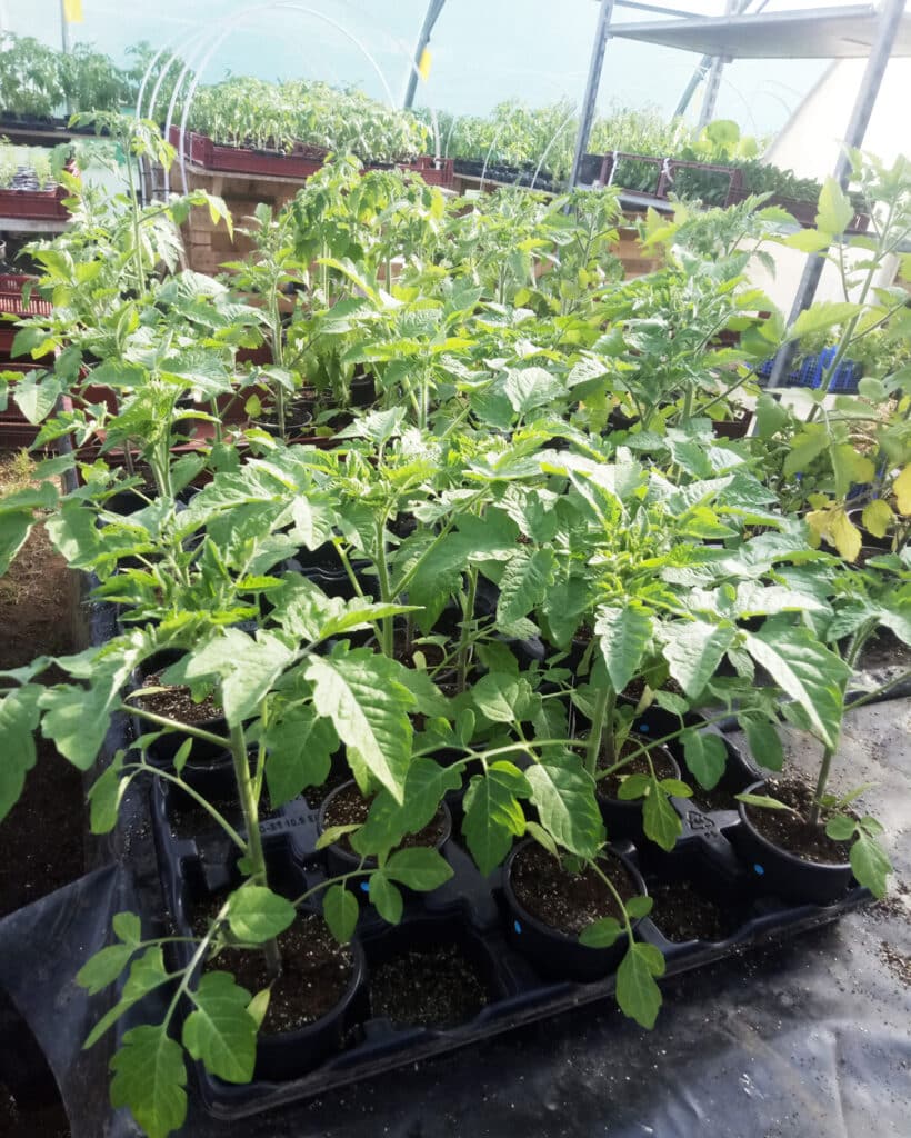 Les jardins du Ménic : Productrice de plants potagers et aromatiques à Dinéault (29)