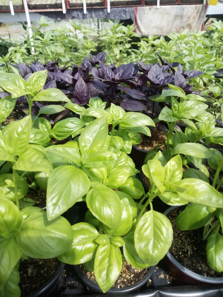 Les jardins du Ménic : Productrice de plants potagers et aromatiques à Dinéault (29)