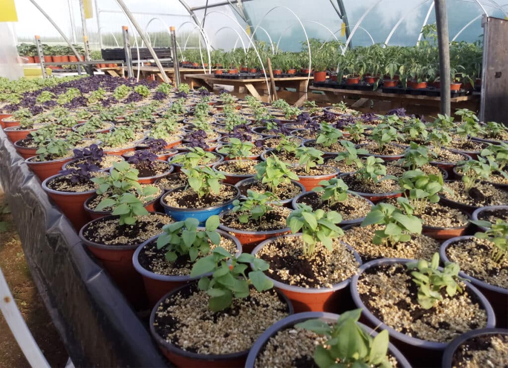 Les jardins du Ménic : Productrice de plants potagers et aromatiques à Dinéault (29)
