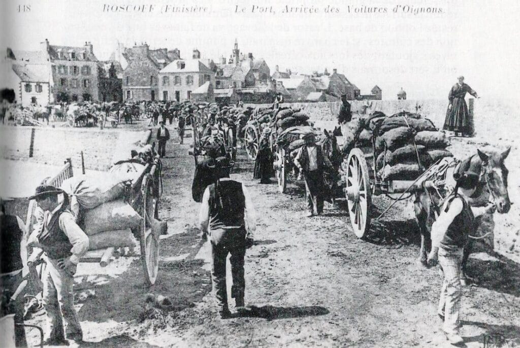 L'Oignon Rosé de Roscoff : Histoire, Saison, Bienfaits... on te dit tout !