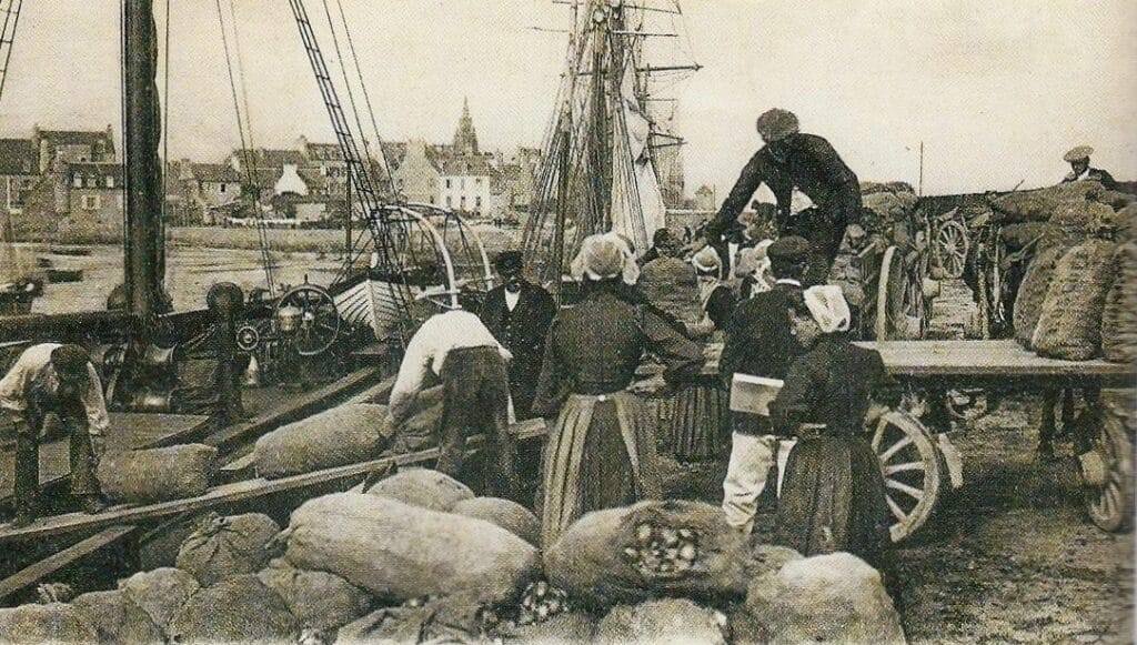 L'Oignon Rosé de Roscoff : Histoire, Saison, Bienfaits... on te dit tout !