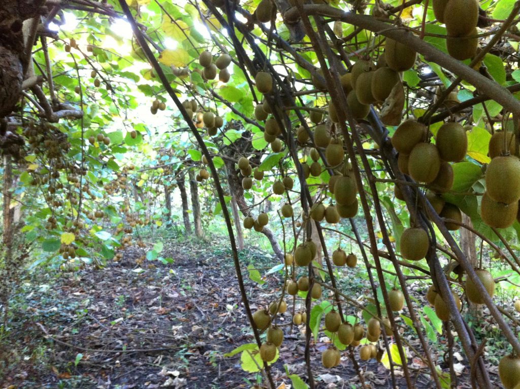 Kiwi : Quelle est sa saison ? Ses bienfaits ? Comment le conserver ?