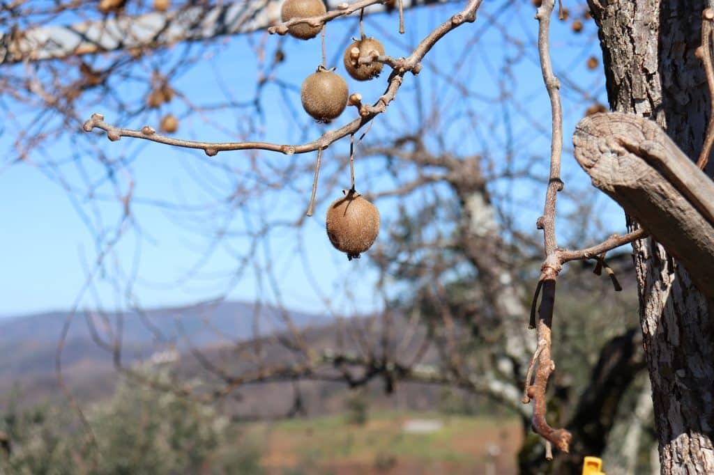 La forêt-jardin : Qu'est-ce que c'est ? Comment en faire une chez soi ?