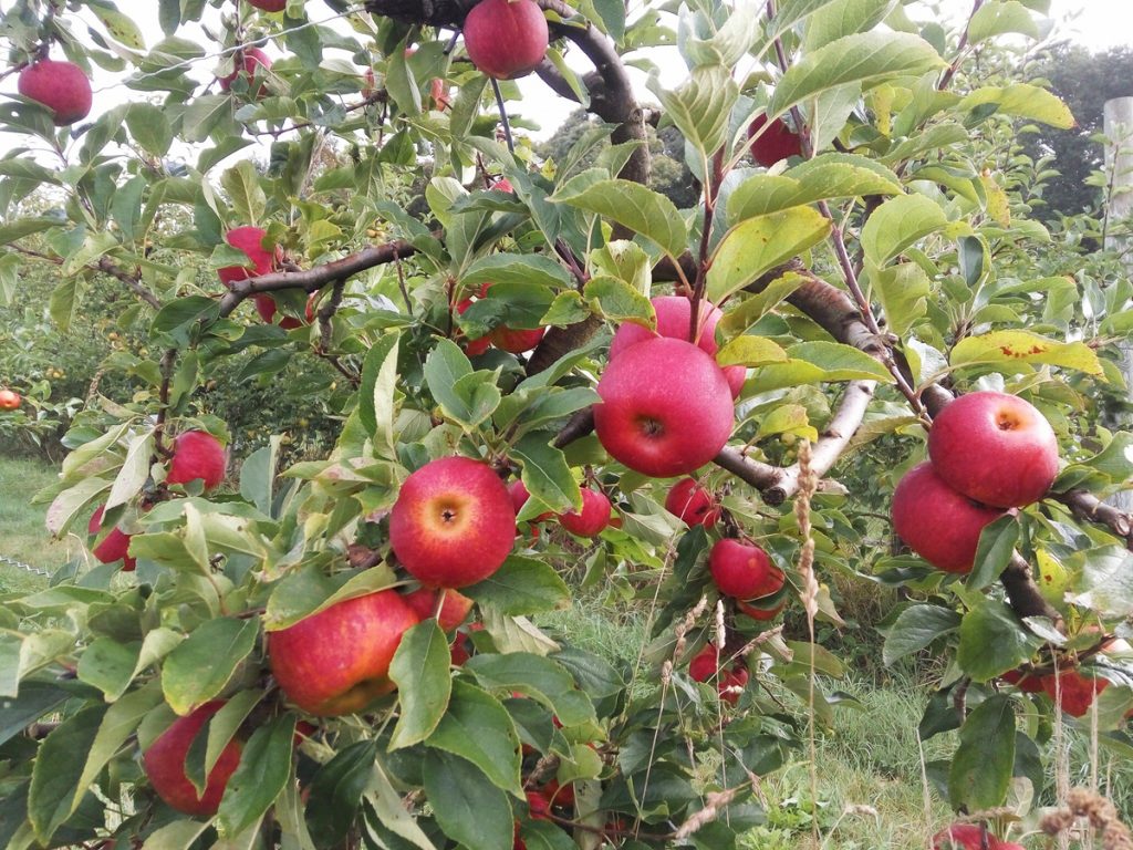 12 variétés de pommiers bretons à cultiver en Bretagne