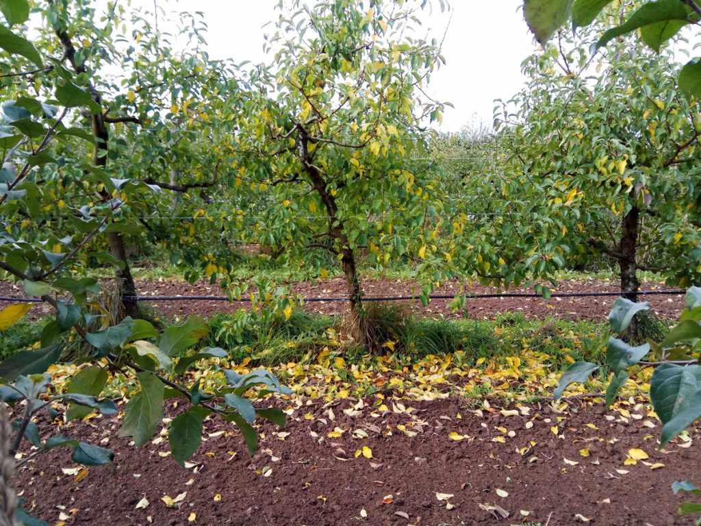 12 variétés de pommiers bretons à cultiver en Bretagne