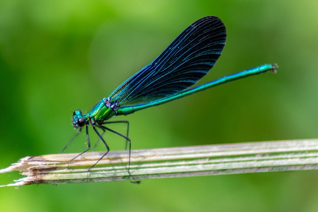 Quel est l'impact de l'agriculture sur la biodiversité et les écosystèmes ? Quel est l'impact de l'agriculture sur la biodiversité et les écosystèmes ?