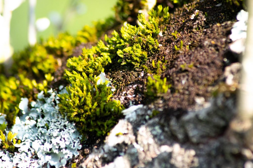 Quel est l'impact de l'agriculture sur la biodiversité et les écosystèmes ? Quel est l'impact de l'agriculture sur la biodiversité et les écosystèmes ?