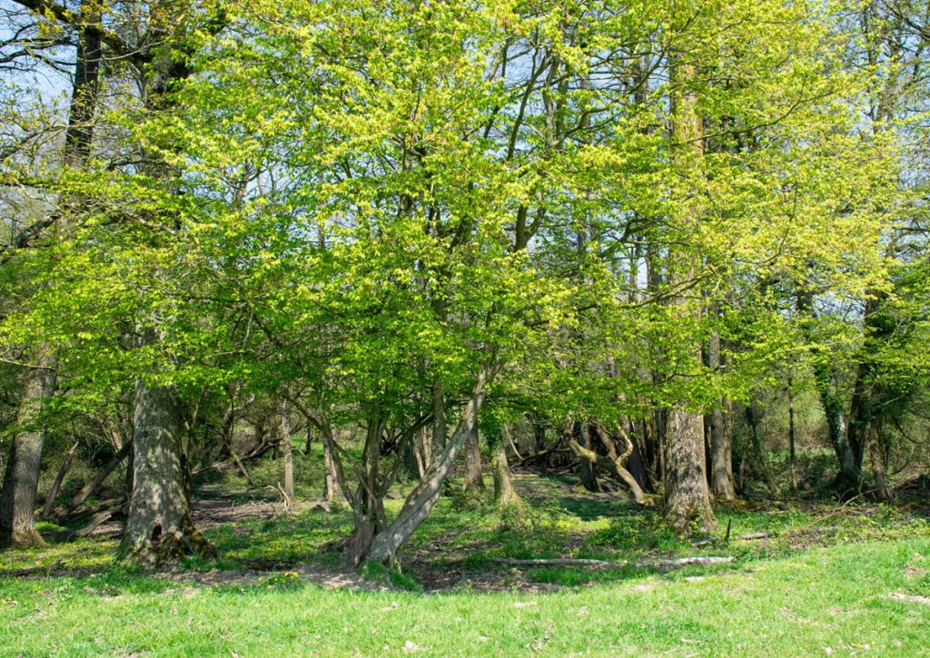 Quel est l'impact de l'agriculture sur la biodiversité et les écosystèmes ? Quel est l'impact de l'agriculture sur la biodiversité et les écosystèmes ?