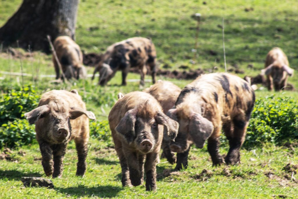 Quel est l'impact de l'agriculture sur la biodiversité et les écosystèmes ? Quel est l'impact de l'agriculture sur la biodiversité et les écosystèmes ?