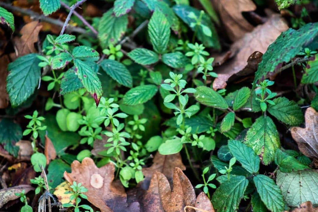 Quel est l'impact de l'agriculture sur la biodiversité et les écosystèmes ? Quel est l'impact de l'agriculture sur la biodiversité et les écosystèmes ?