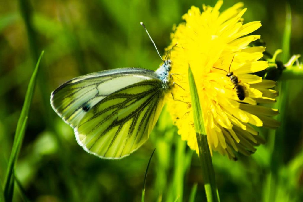 Quel est l'impact de l'agriculture sur la biodiversité et les écosystèmes ? Quel est l'impact de l'agriculture sur la biodiversité et les écosystèmes ?